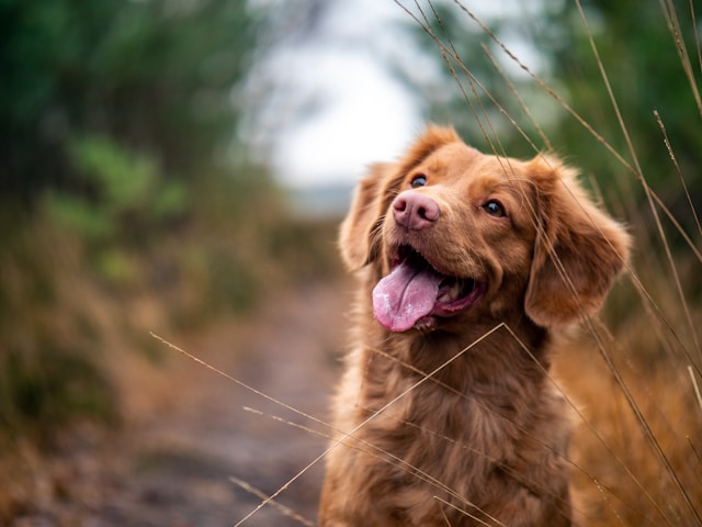 Brown dog